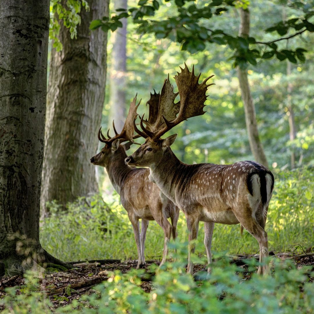 TIERFOTOGRAFIE